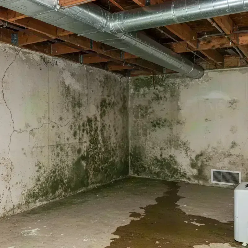 Professional Mold Removal in Shorewood, IL